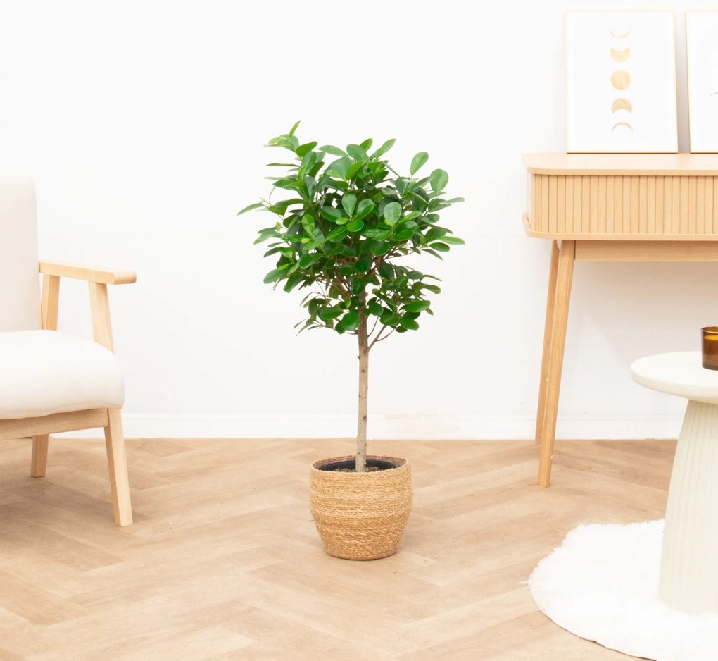 Ficus Moclame op stam - 110cm