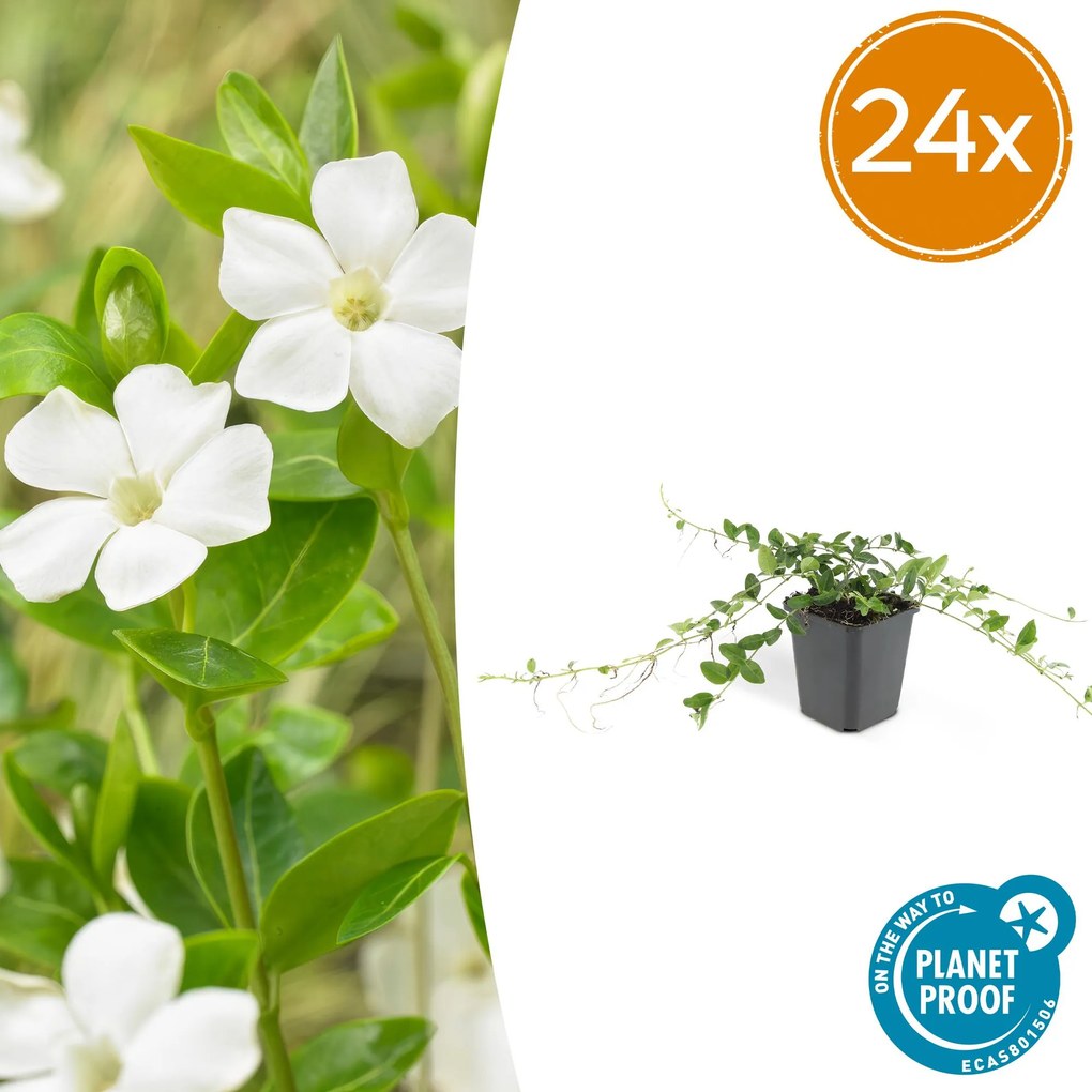 Vinca minor 'Alba' - 20cm