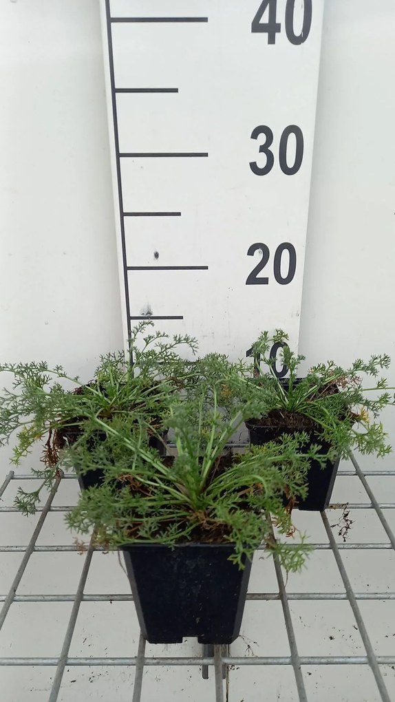 Anacyclus depressus 'Gnom' - pot 9x9 cm