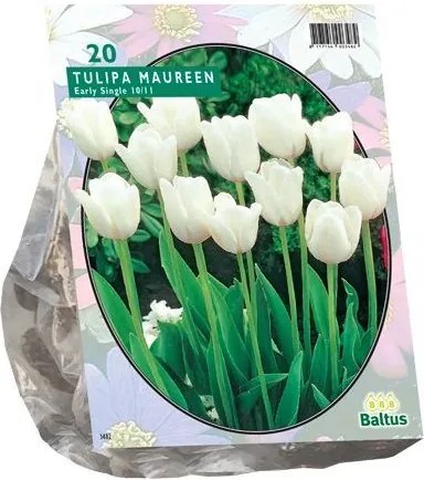 Tulipa Maureen Bloembollen - 10 stuks - Enkel Laat - Zuiver Wit