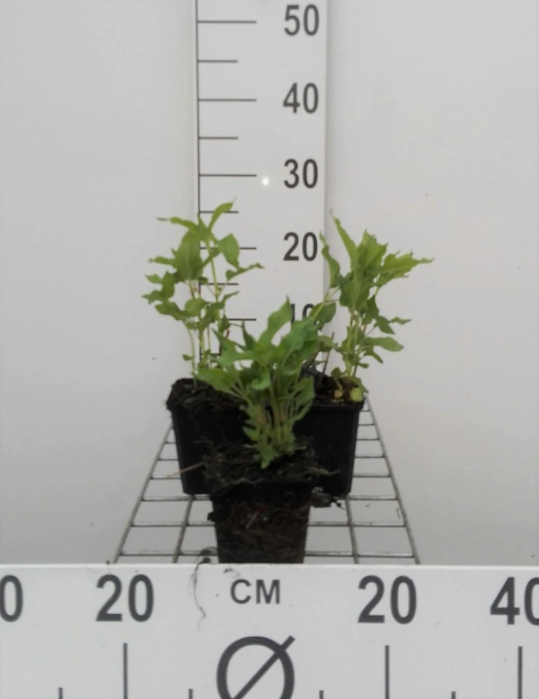Monarda 'Schneewittchen' - pot 9x9 cm