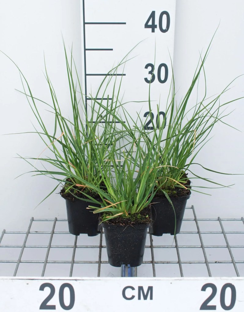 Cortaderia selloana 'Pumila' - pot 9x9 cm -