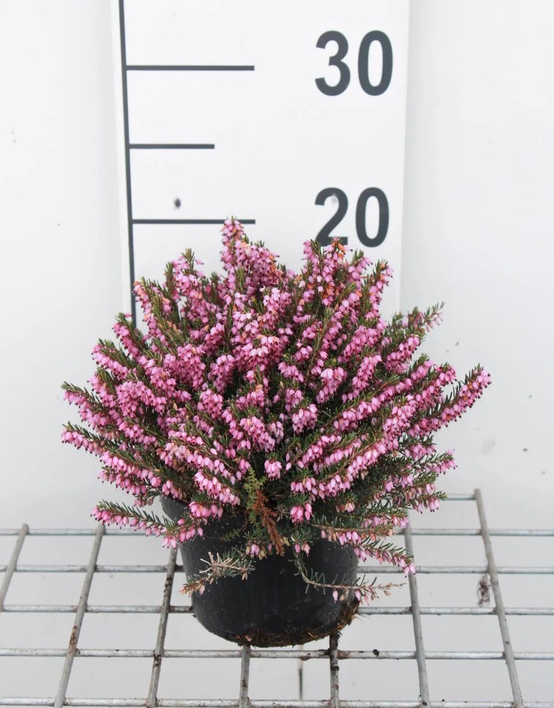 Erica x darleyensis 'Ghost Hills' - pot 1,3L - 15-20 cm -