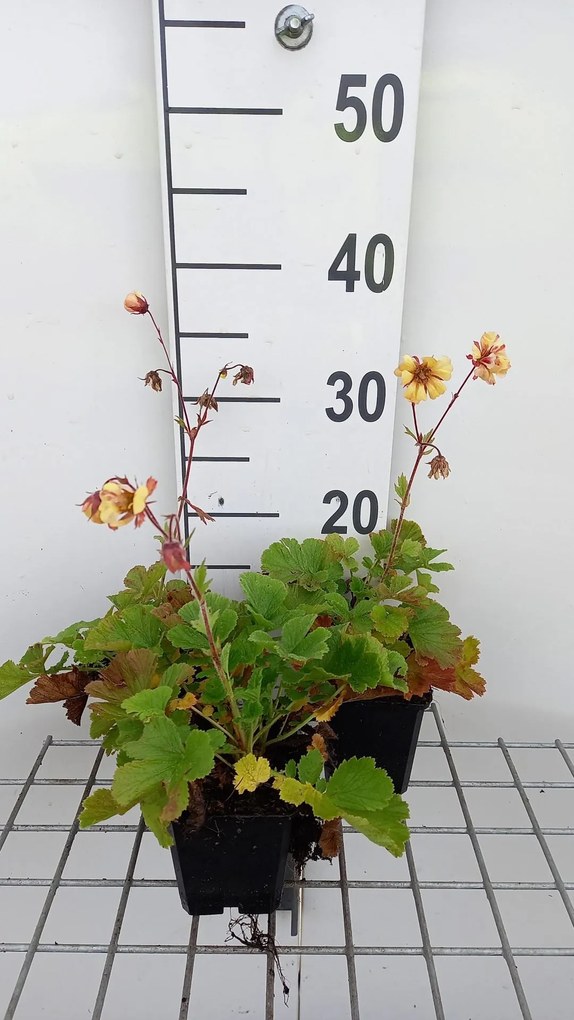 Geum 'Yellow Fluffy' - pot 9x9 cm