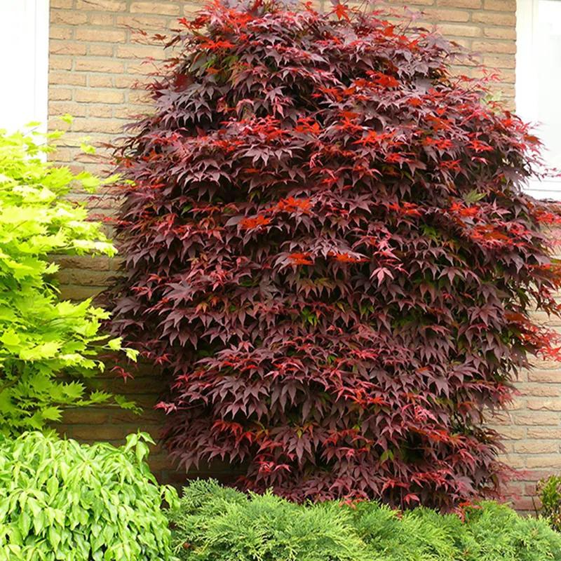 Japanse Esdoorn Rood 'Acer Palmatum Atropurpureum' Zonder plantenvoeding