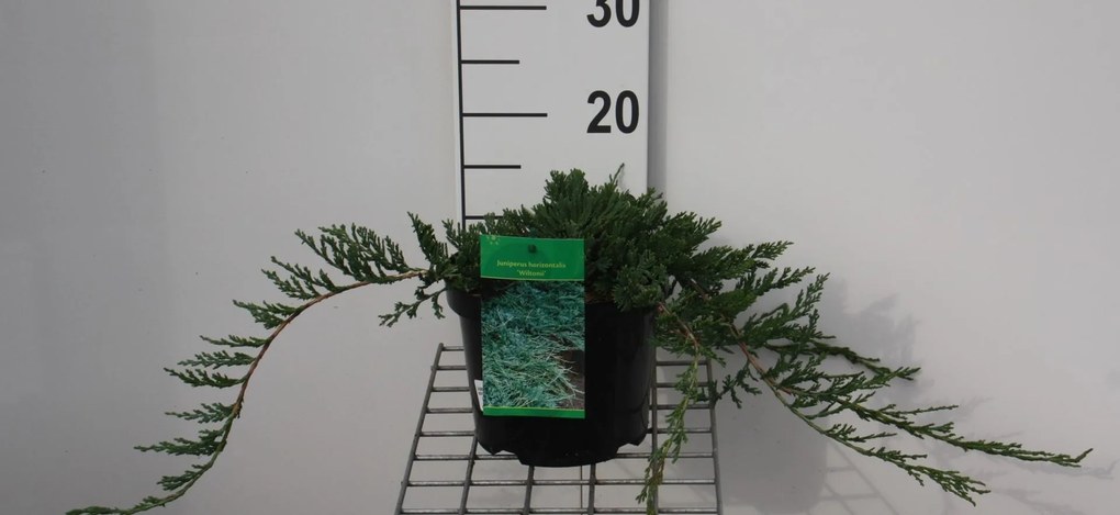 Juniperus horizontalis 'Wiltonii' - pot - 25-30 cm -