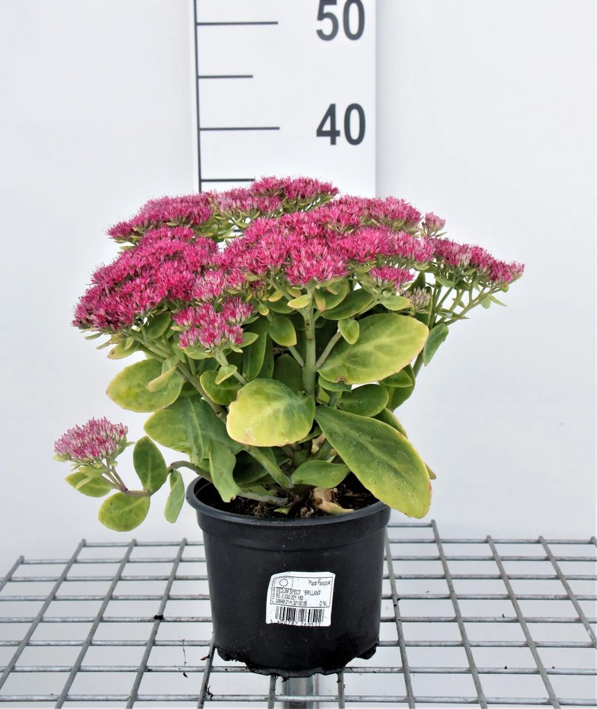 Sedum spectabile 'Brillant' - pot 2L -