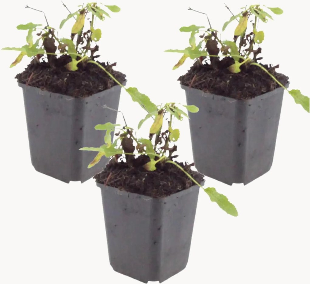 Planten White Woodland Sage Salvia nemorosa Schneehügel, 3-delig