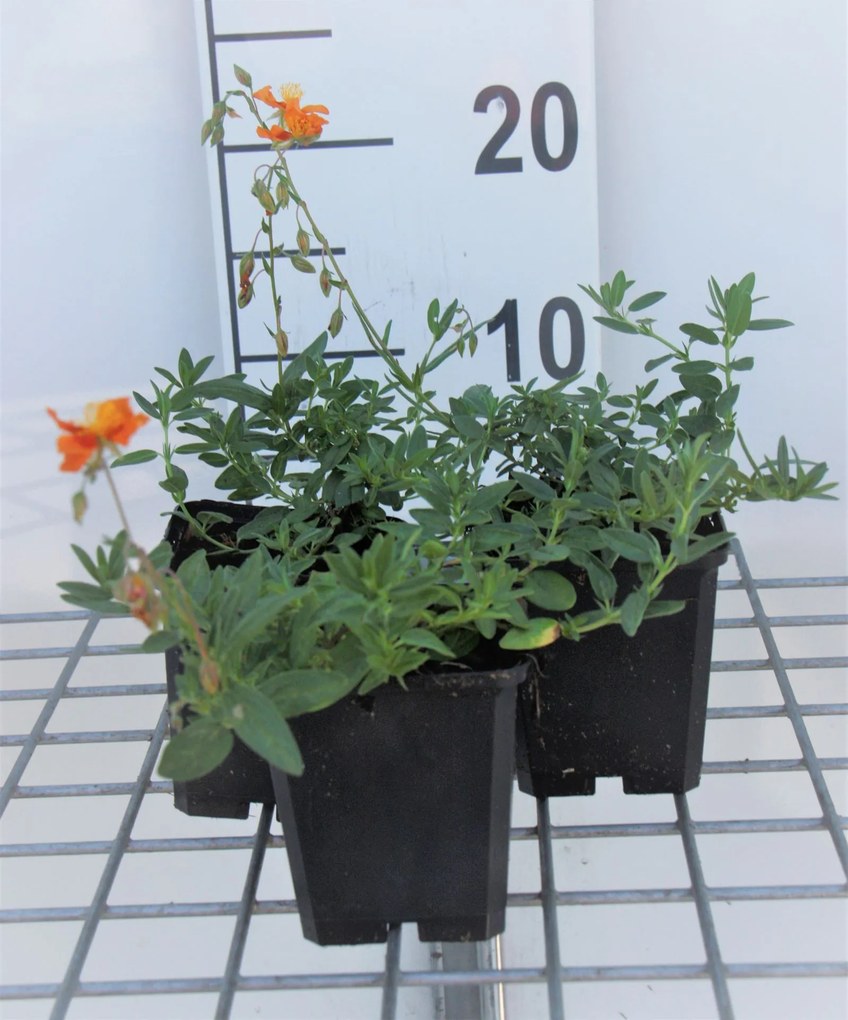 Helianthemum 'Bronzeteppich' - pot 9x9 cm -
