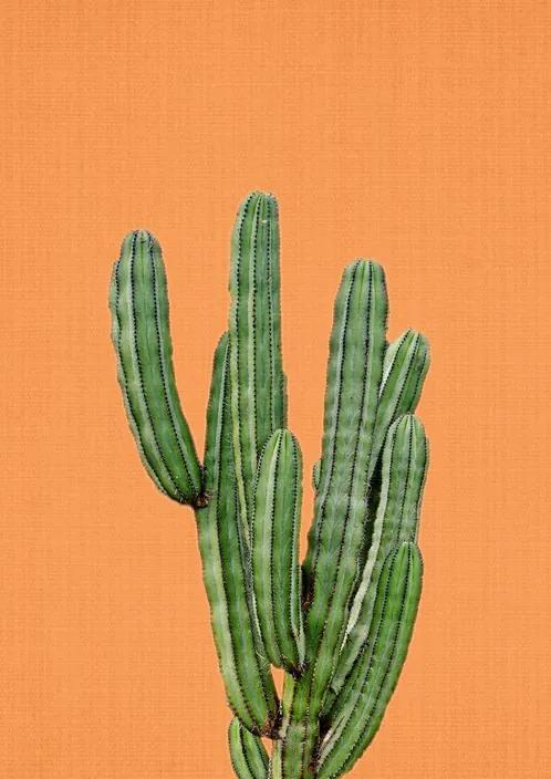 Print 86 Cactus Orange