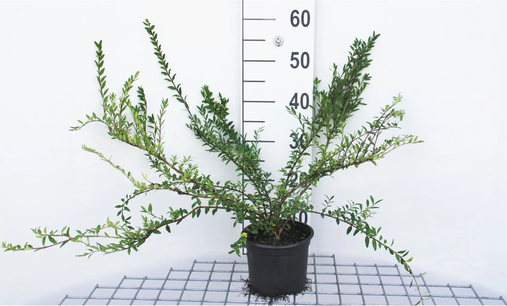 Lonicera pileata - pot 2L - 30-40 cm