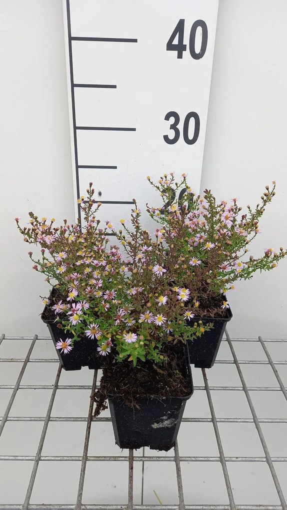 Aster ericoides 'Lovely' - pot 9x9 cm -