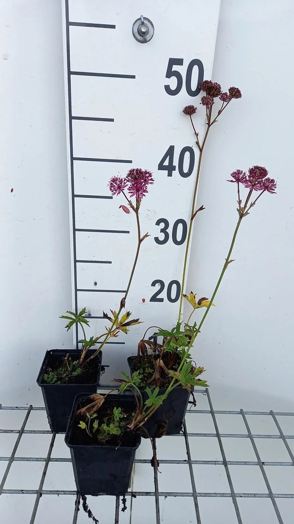 Astrantia major 'Claret' - pot 9x9 cm -