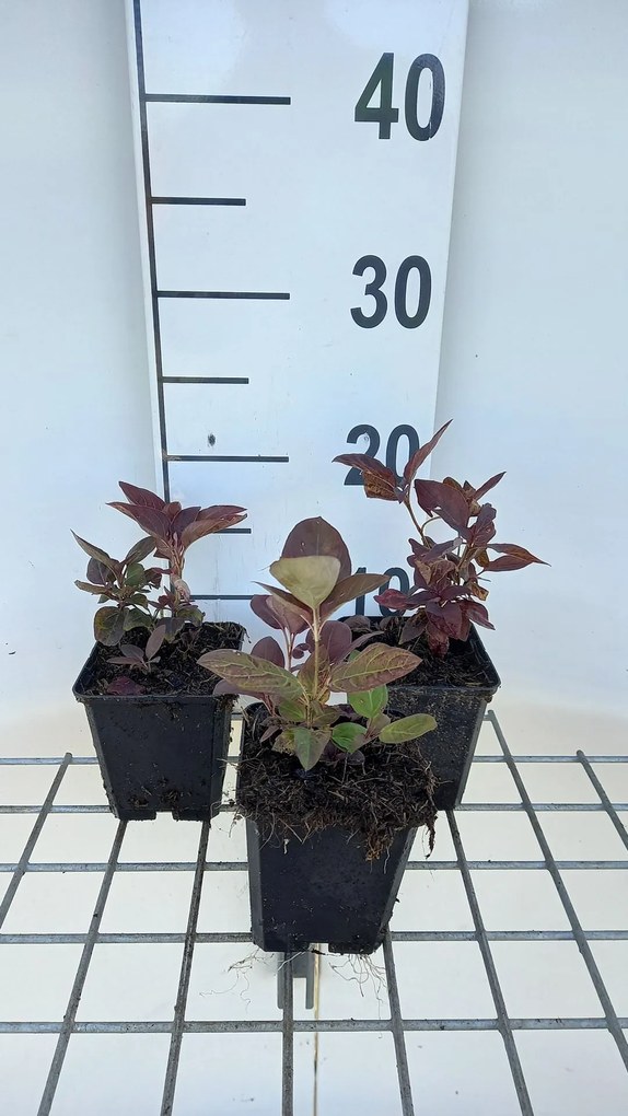 Lysimachia ciliata 'Firecracker' - pot 9x9 cm