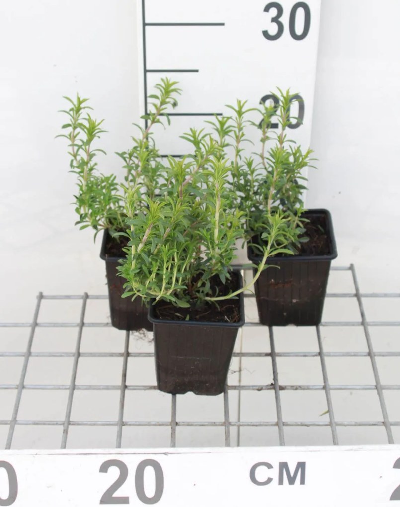 Winterbonenkruid - pot 9x9 cm (Satureja montana) -
