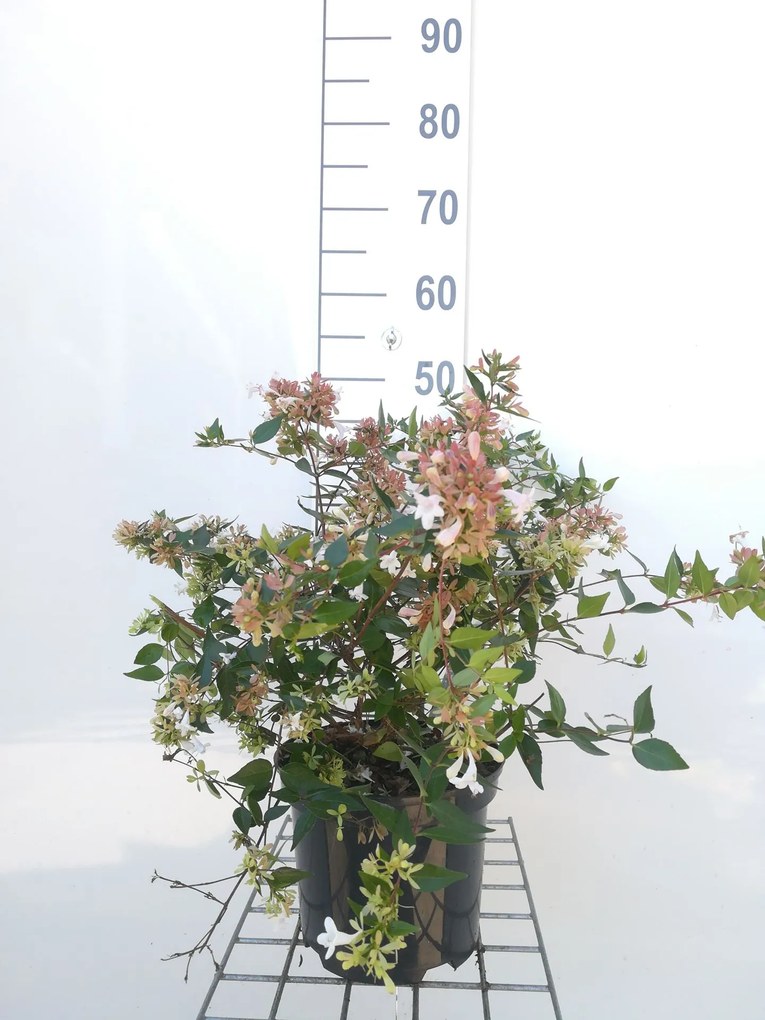 Abelia x grandiflora - pot - 25-30 cm