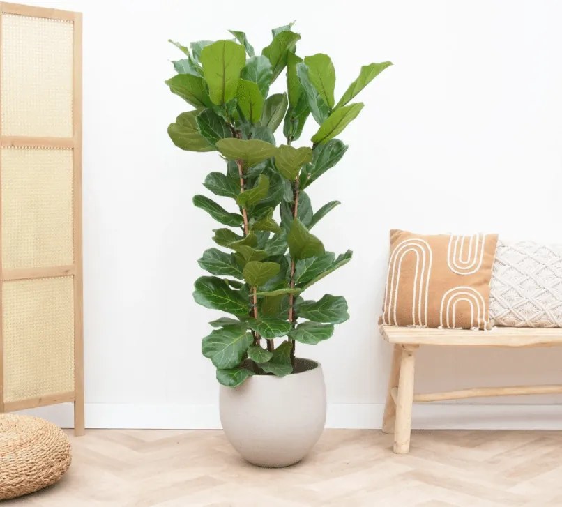 Ficus Lyrata struik - 150cm