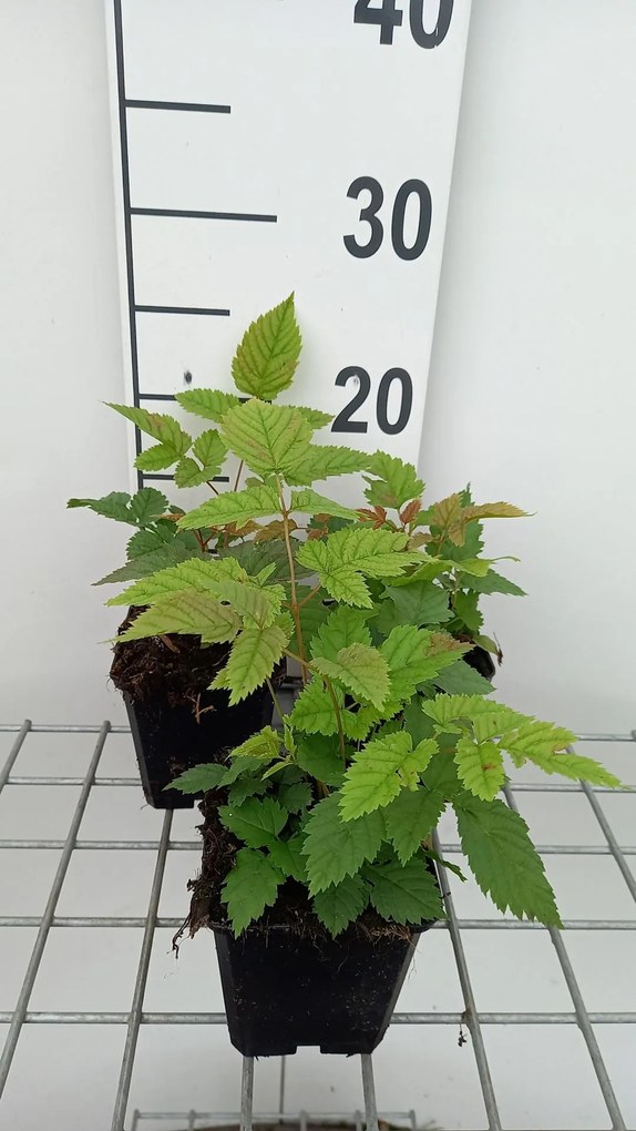 Aruncus dioicus - pot 9x9 cm -