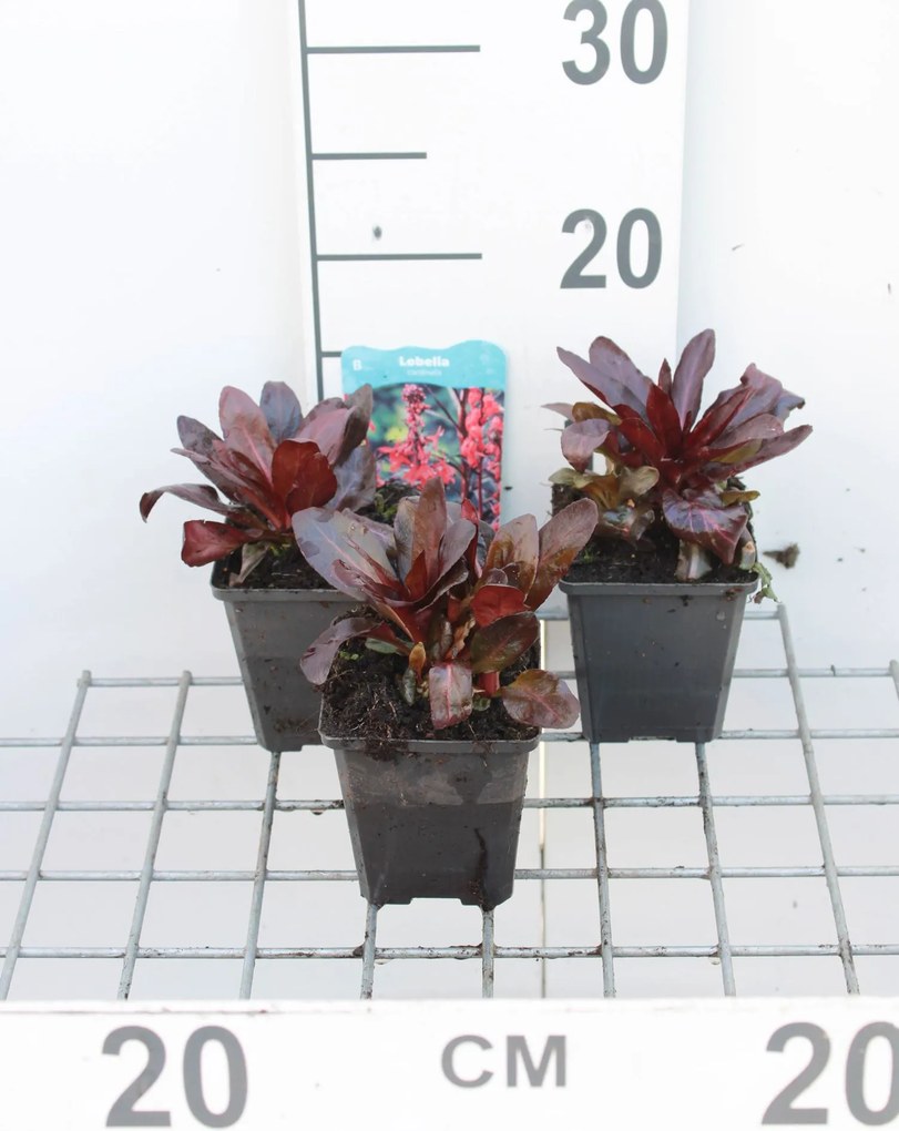 Lobelia cardinalis - pot 9x9 cm -