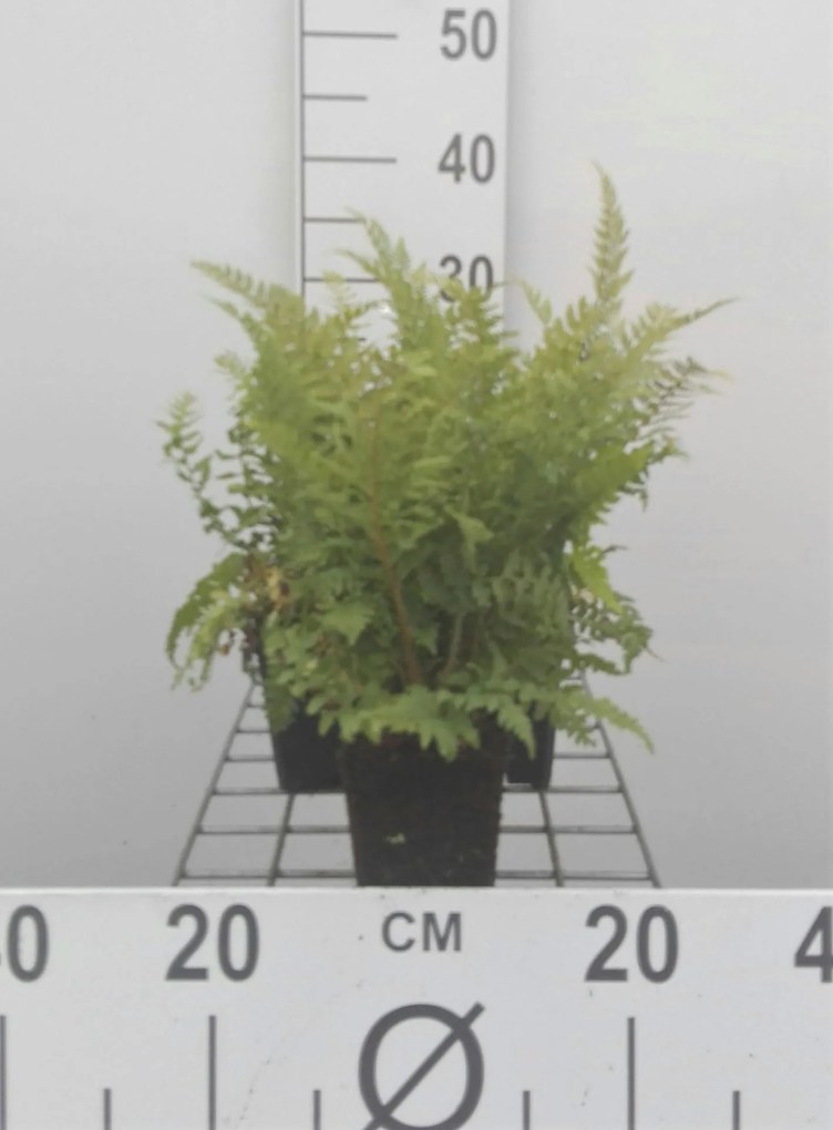 Polystichum setiferum 'Dahlem' - pot 9x9 cm