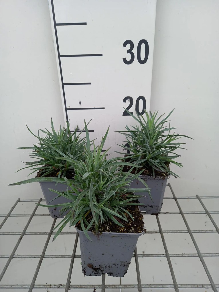Dianthus 'Munot' - pot 9x9 cm