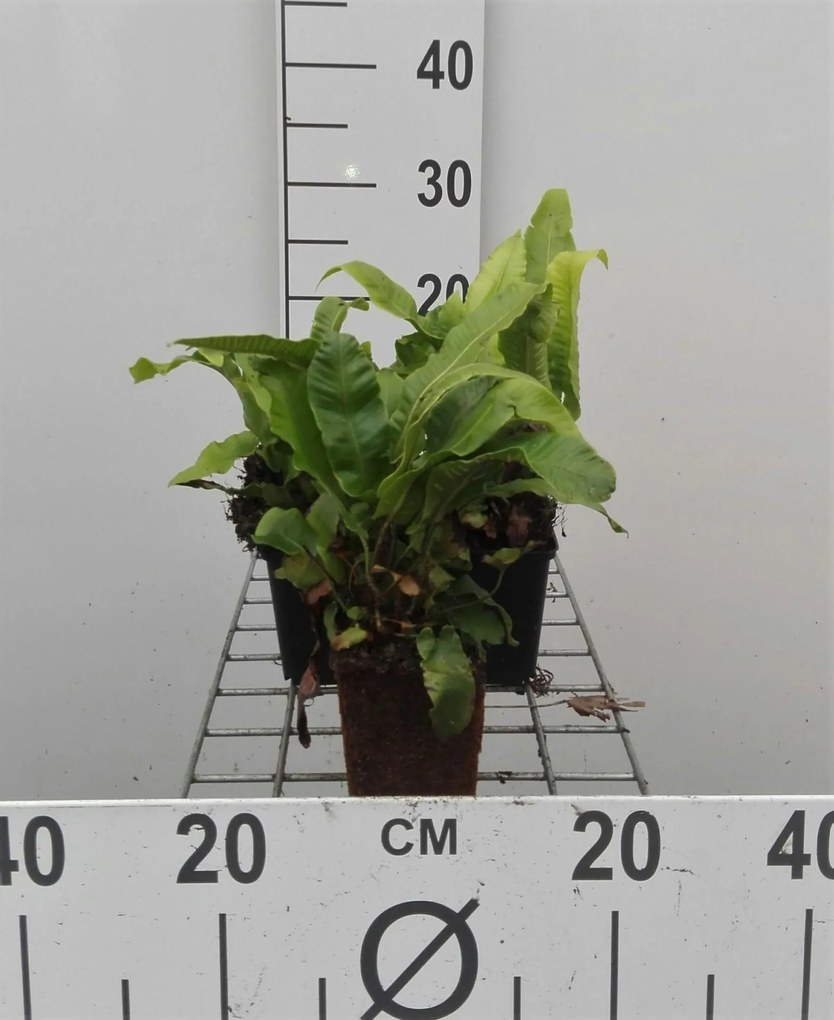 Asplenium scolopendrium - pot 9x9 cm -