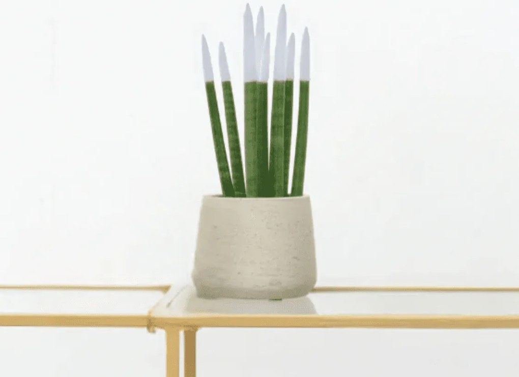 Sansevieria Cylindrica Velvet Touchz wit - 25cm