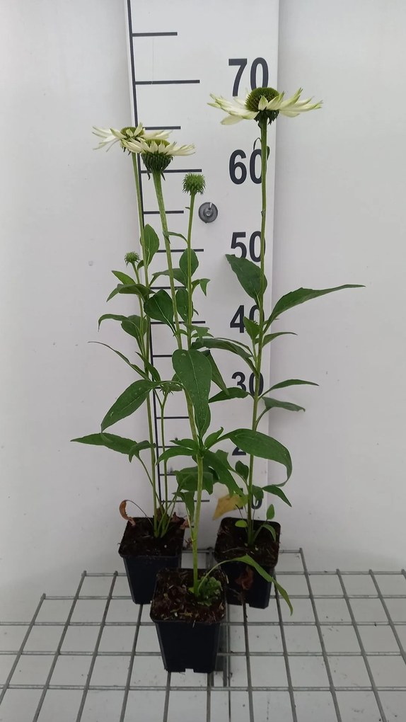 Echinacea purpurea 'Virgin' - pot 9x9 cm -