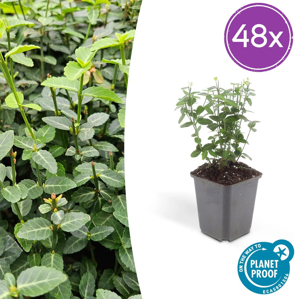 Euonymus fortunei radicans - 20cm