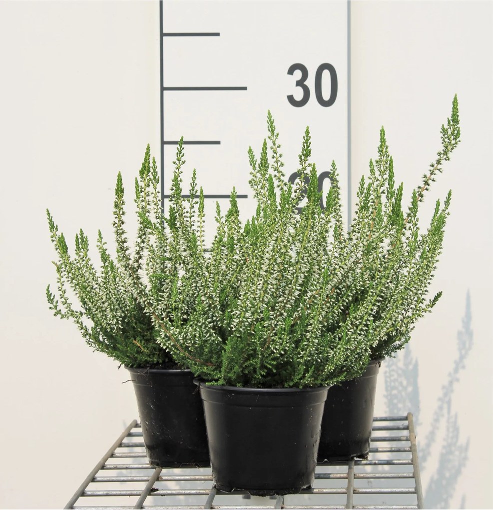Calluna vulgaris - wit - pot diameter 10,5 cm - 10-12 cm -