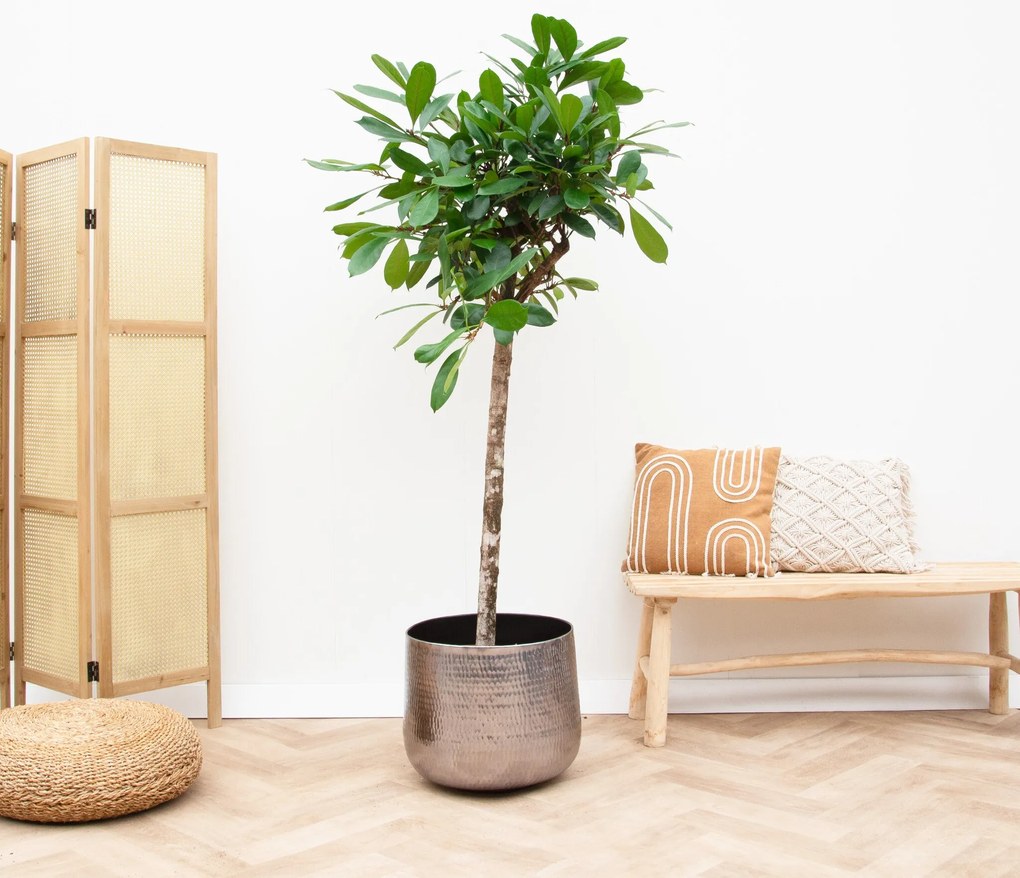 Ficus Cyathistipula boom - 190cm