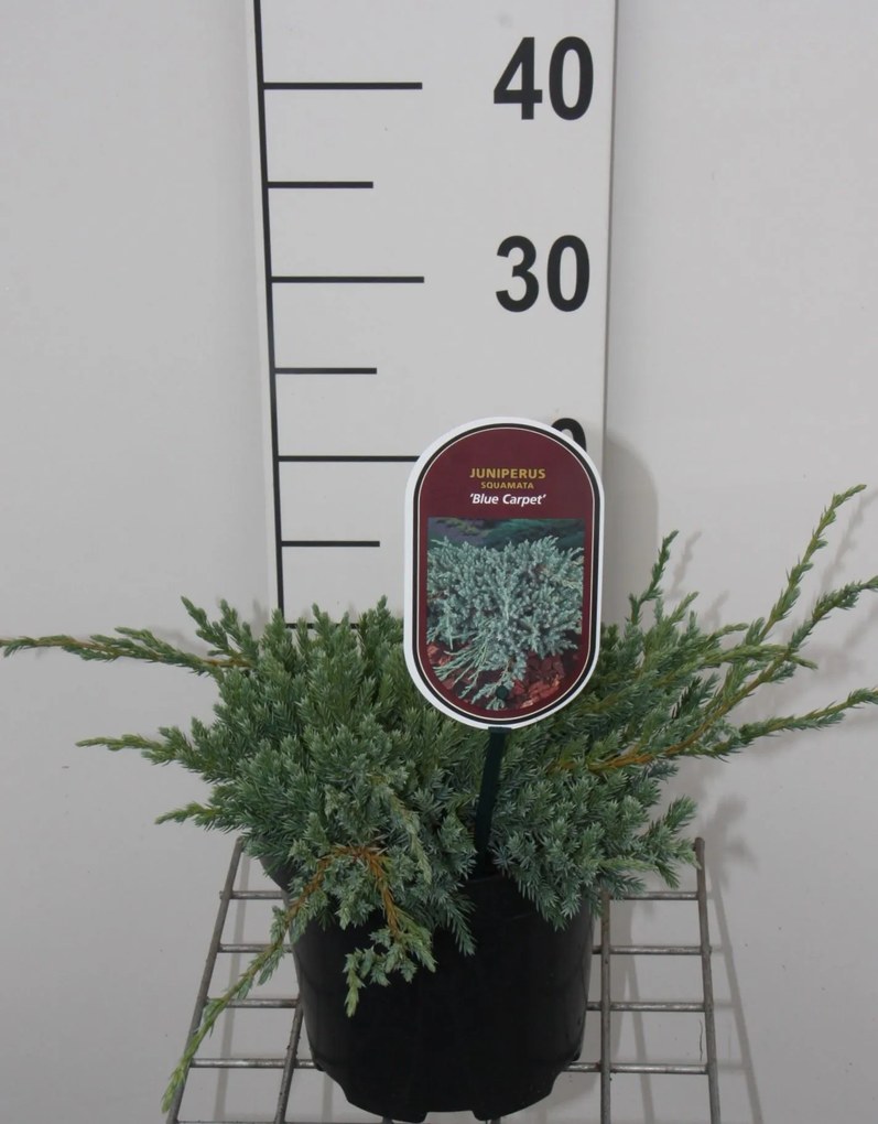 Juniperus squamata 'Blue Carpet' - pot - 25-30 cm