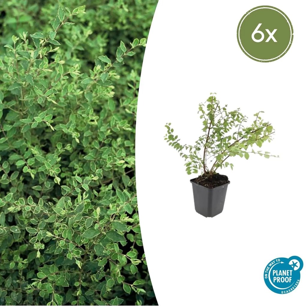 Symphoricarpos Chenaultii 'Hancock' - 20cm