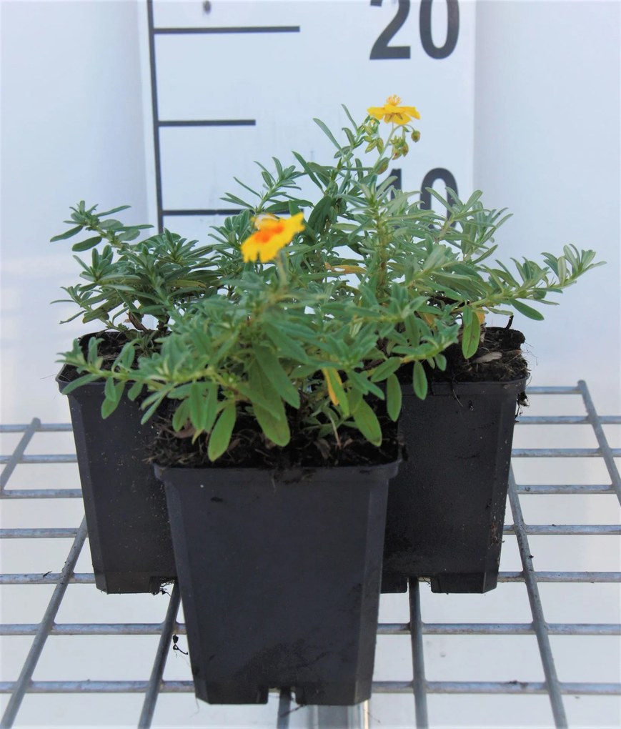 Helianthemum 'Golden Queen' - pot 9x9 cm