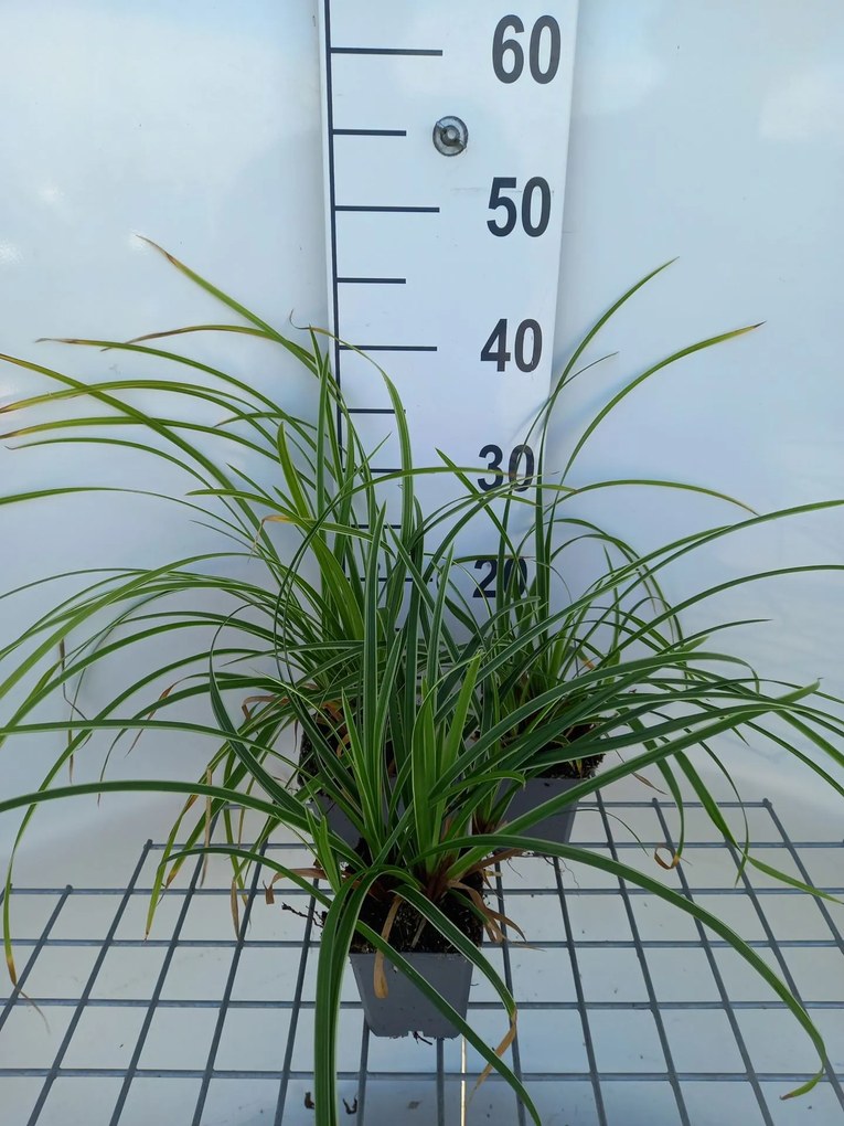 Carex morrowii 'Ice Dance' - pot 9x9 cm -