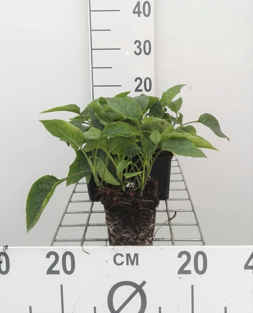 Symphytum grandiflorum - pot 9x9 cm -