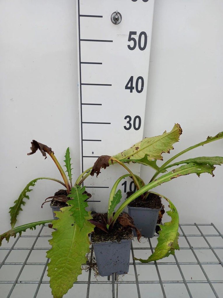 Cirsium rivulare 'Atropurpureum' - pot 9x9 cm -