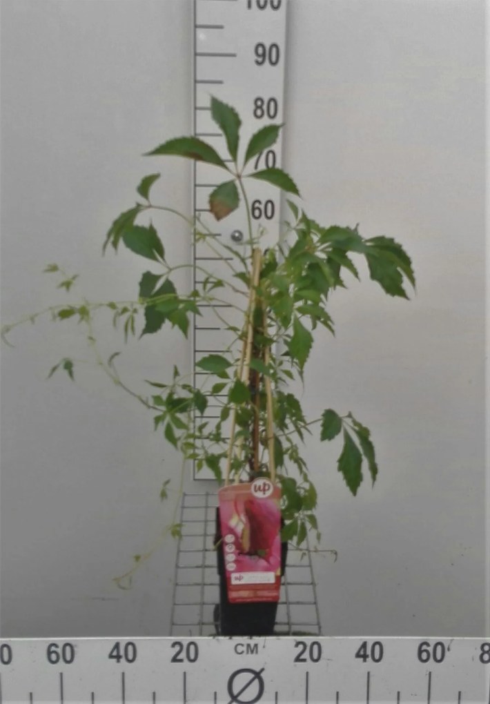Parthenocissus quinquefolia var. engelmannii - pot - 50-60 cm -