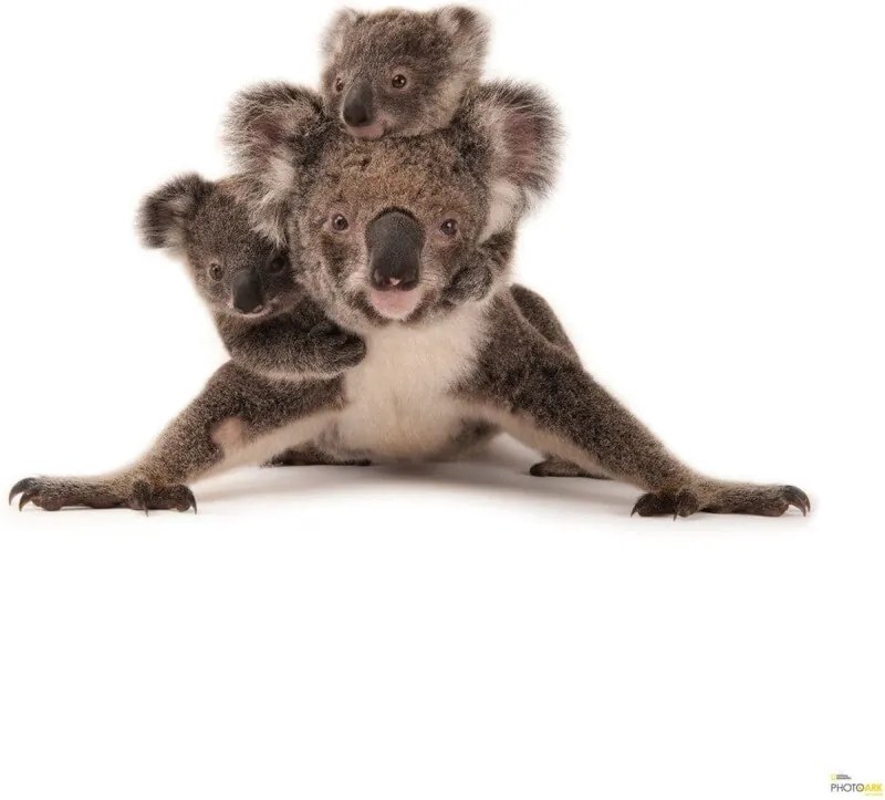 Koala Vlies Fotobehang 300x280cm 6-delen