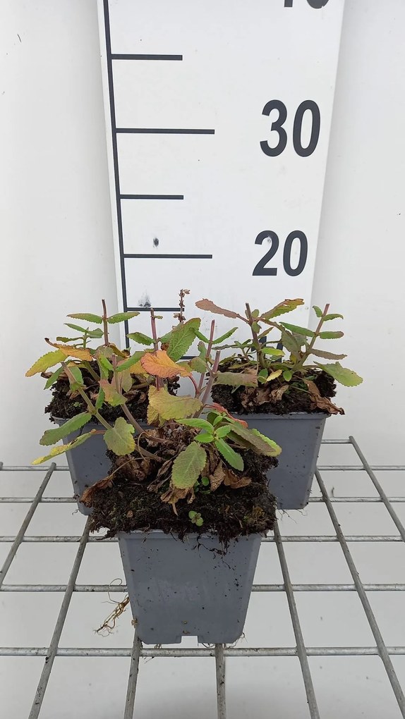 Salvia nemorosa 'Sensation Deep Rose' - pot 9x9 cm