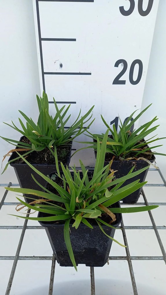 Agapanthus 'Peter Pan' - pot 9x9 cm