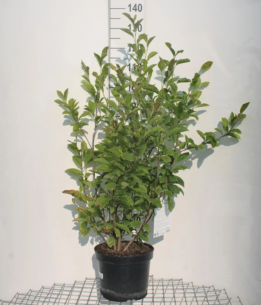 Magnolia 'George Henry Kern' - pot 10L - 60-80 cm