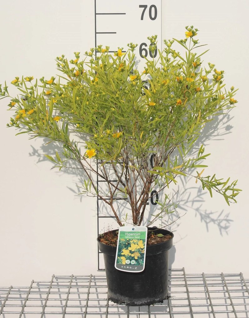 Hypericum kalmianum 'Gemo' - pot - 30-40 cm