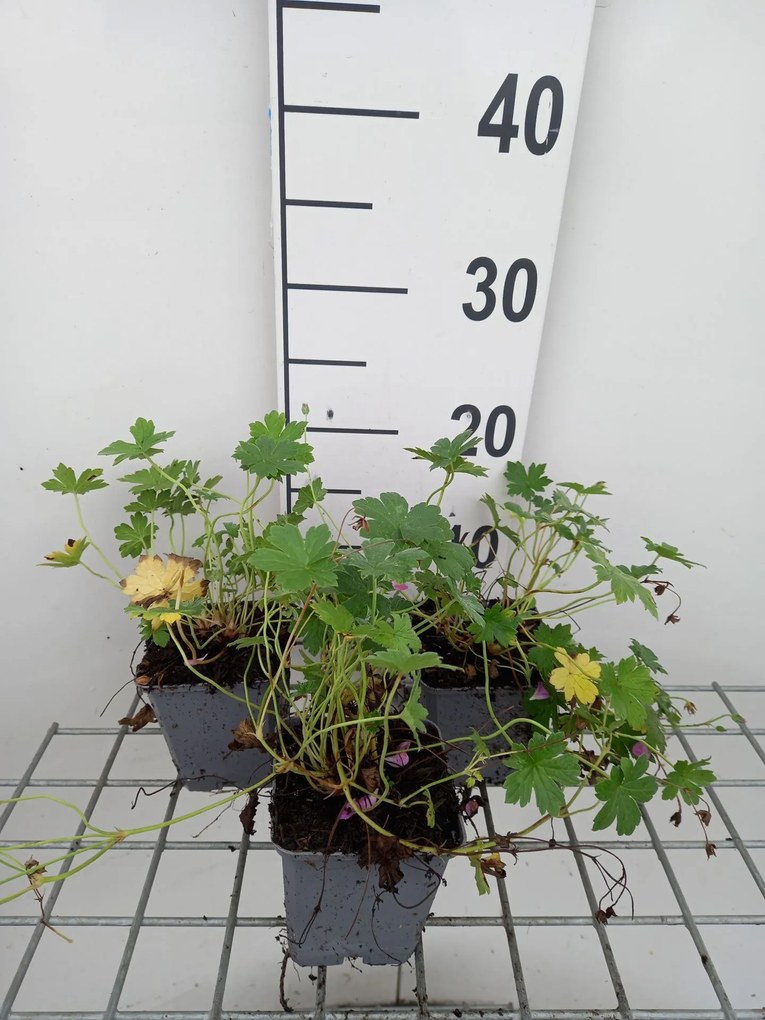 Geranium x riversleaianum 'Mavis Simpson' - pot 9x9 cm