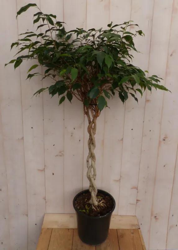 Kamerplant Ficus Benjamina