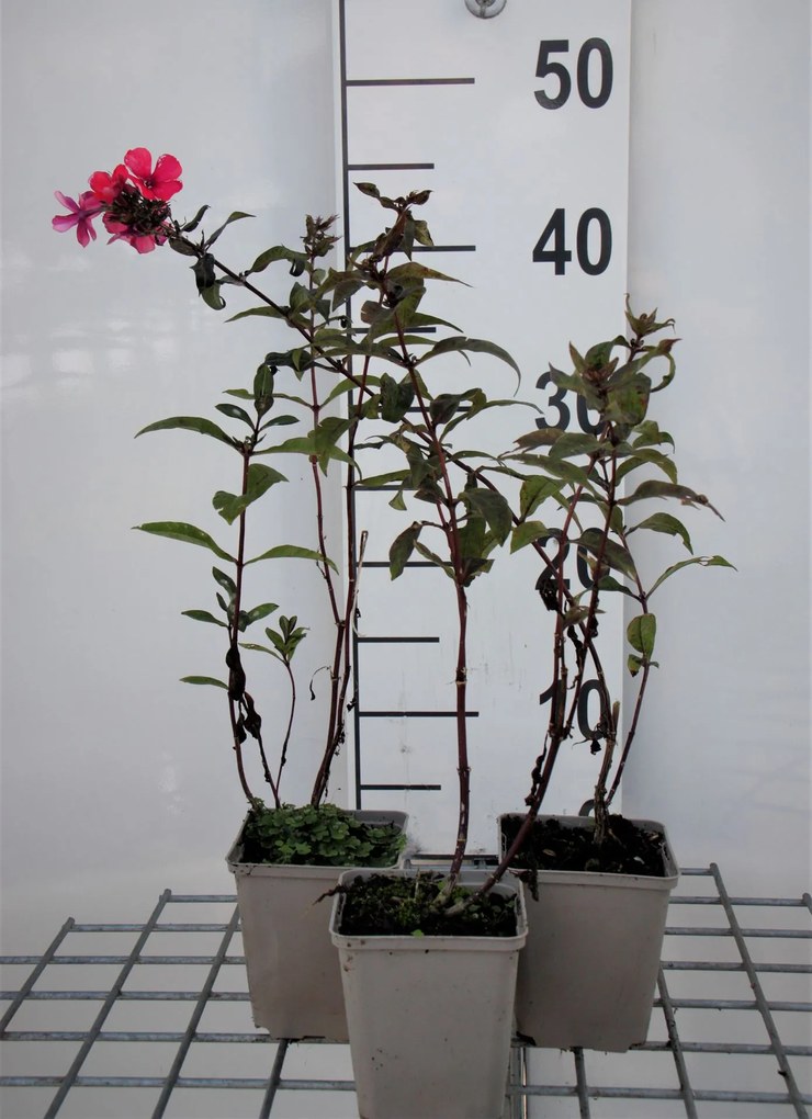 Phlox 'Starfire' - pot 9x9 cm -