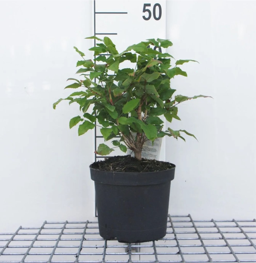 Mahonia aquifolium - pot - 25-30 cm