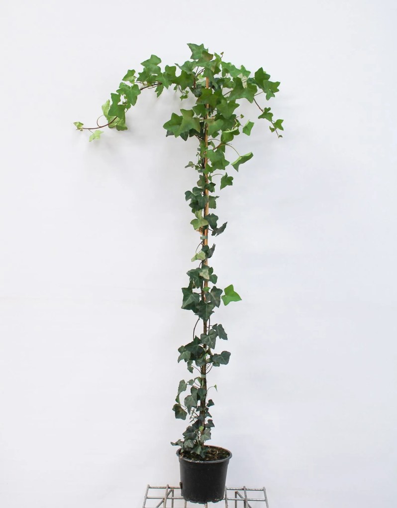 Hedera hibernica - pot - 125+ cm