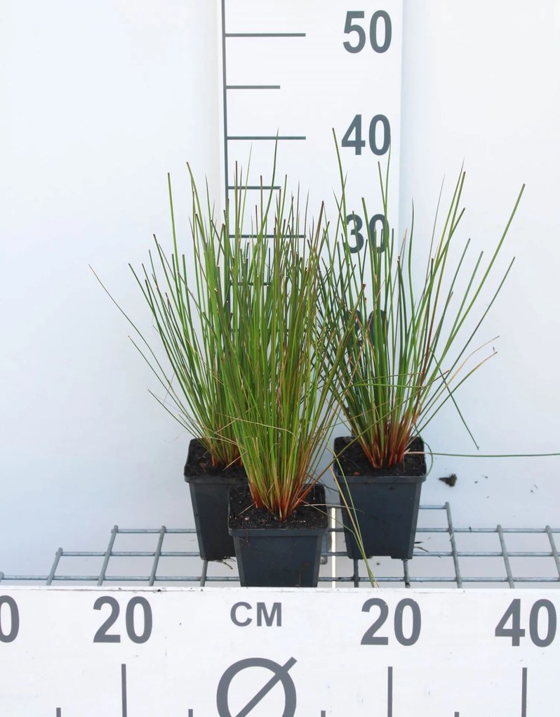 Juncus effusus - pot 9x9 cm -