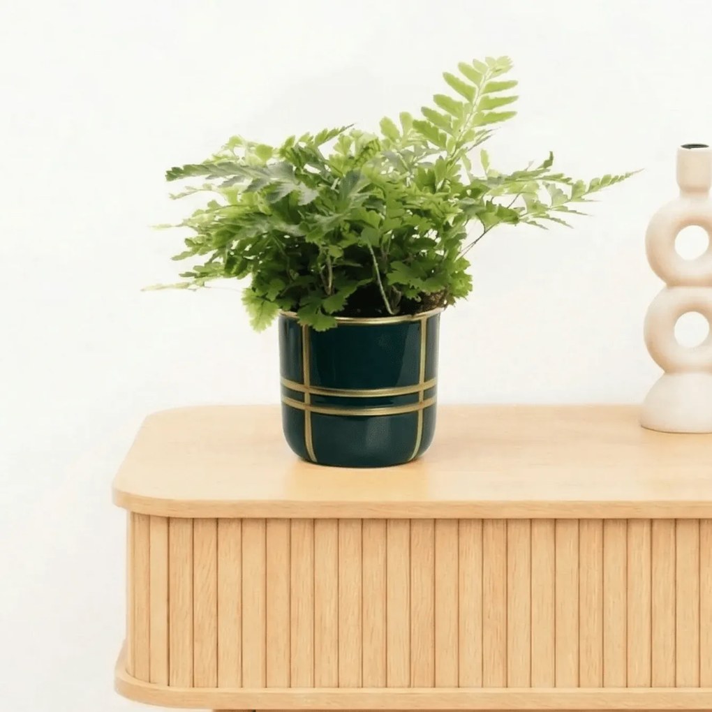 Bambino Tiny Rumohra Adiantiformis'Variegata'- 10cm